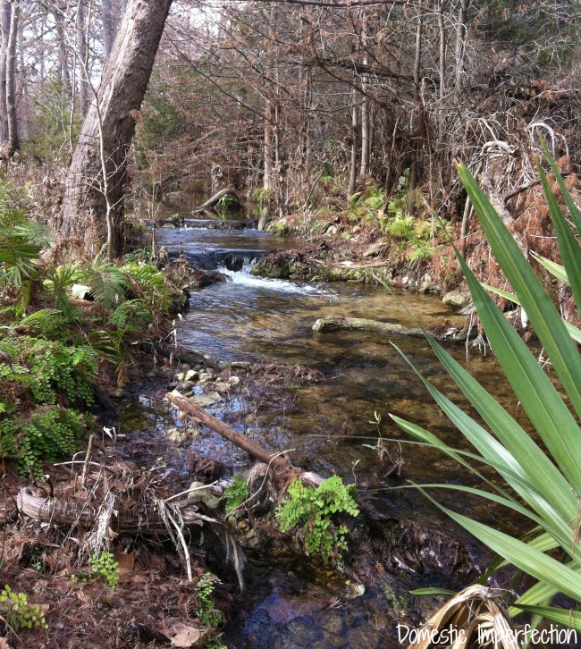 A river running through a forest